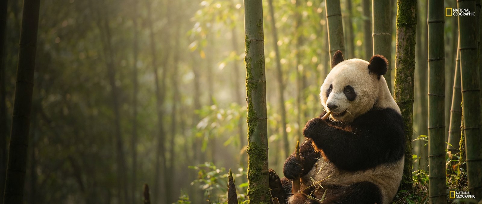 在线AV动物写真与视频社区